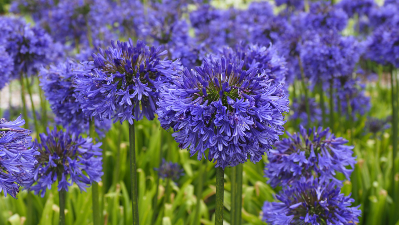 Agapanthus Escape the Flames