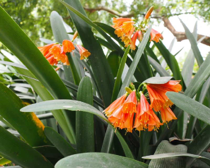 Clivia