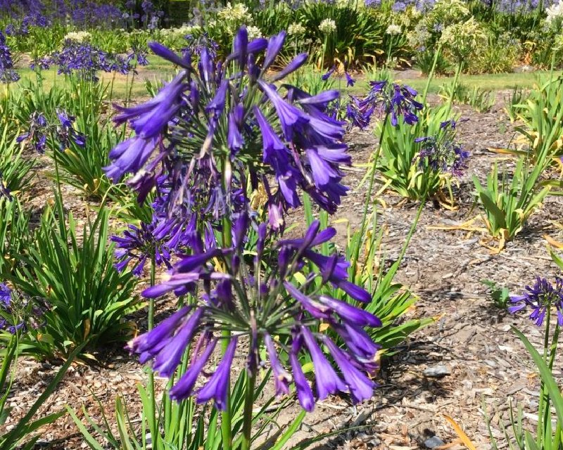 Dark Purple Dwarf Littlewood