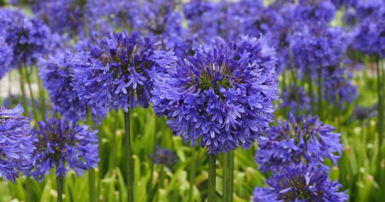 Agapanthus Escape the Flames
