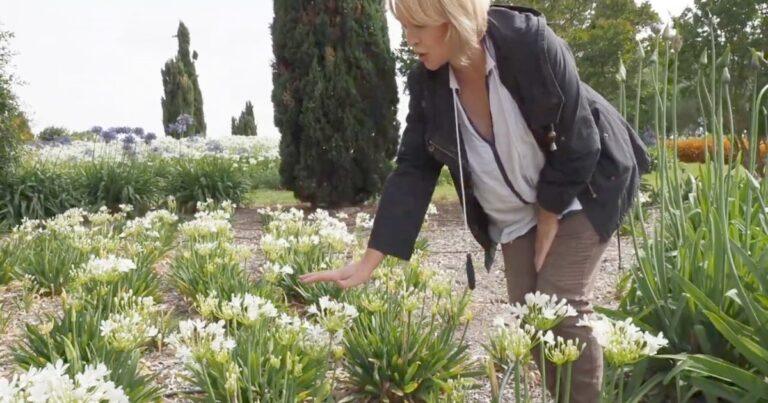 How Can You Tell The Differences Between White Agapanthus Varieties, Littlewood Agapanthus Farm