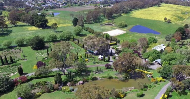 How to divide and replant overgrown (feral) Standard Agapanthus plants at Littlewood Agapanthus Farm