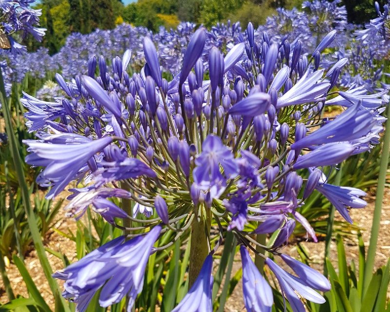 Pioneer Praecox Orientalis