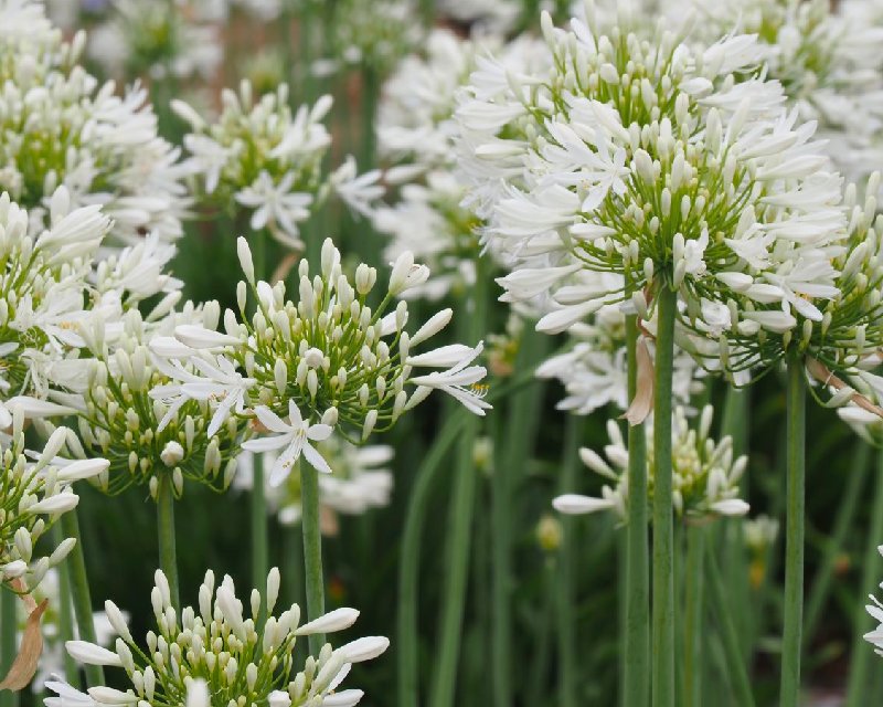 Standard (Praecox Orientalis)