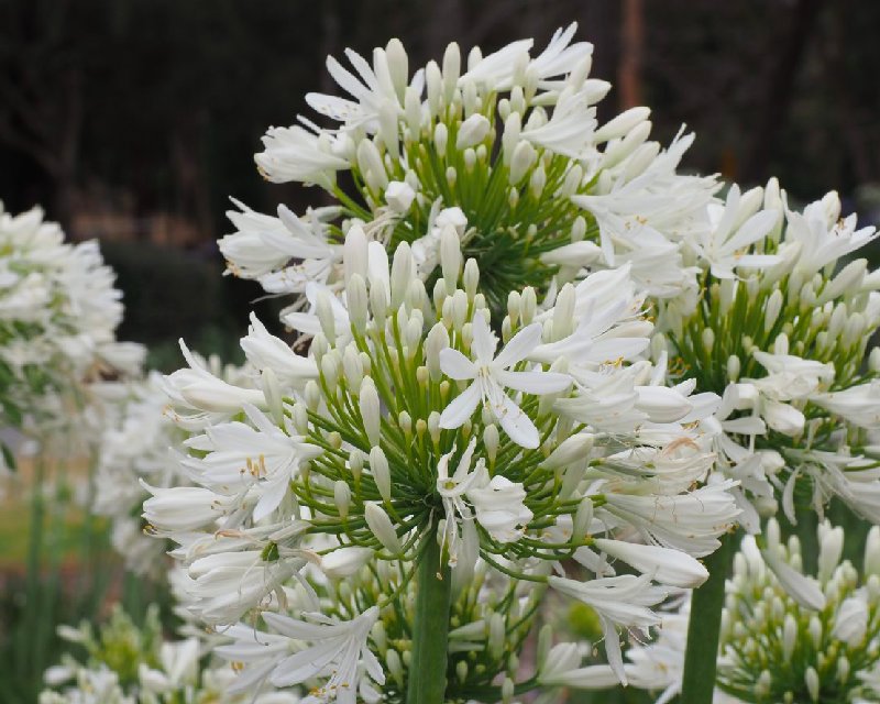 Standard (Praecox Orientalis)