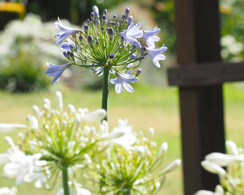 Standard (Praecox Orientalis)