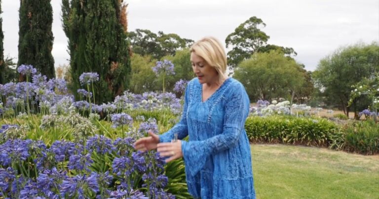 What are the Dark Agapanthus varieties at Littlewood Agapanthus Farm in South Australia