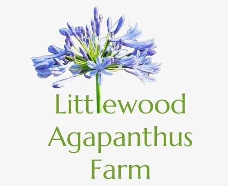 Littlewood Agapanthus Farm and Weddings Adelaide Hills