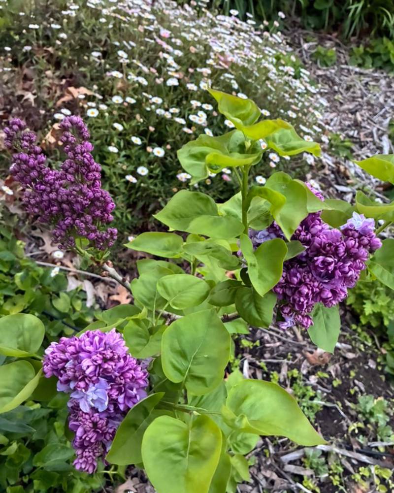 Spring is good at Littlewood Farm